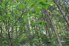 В лесу